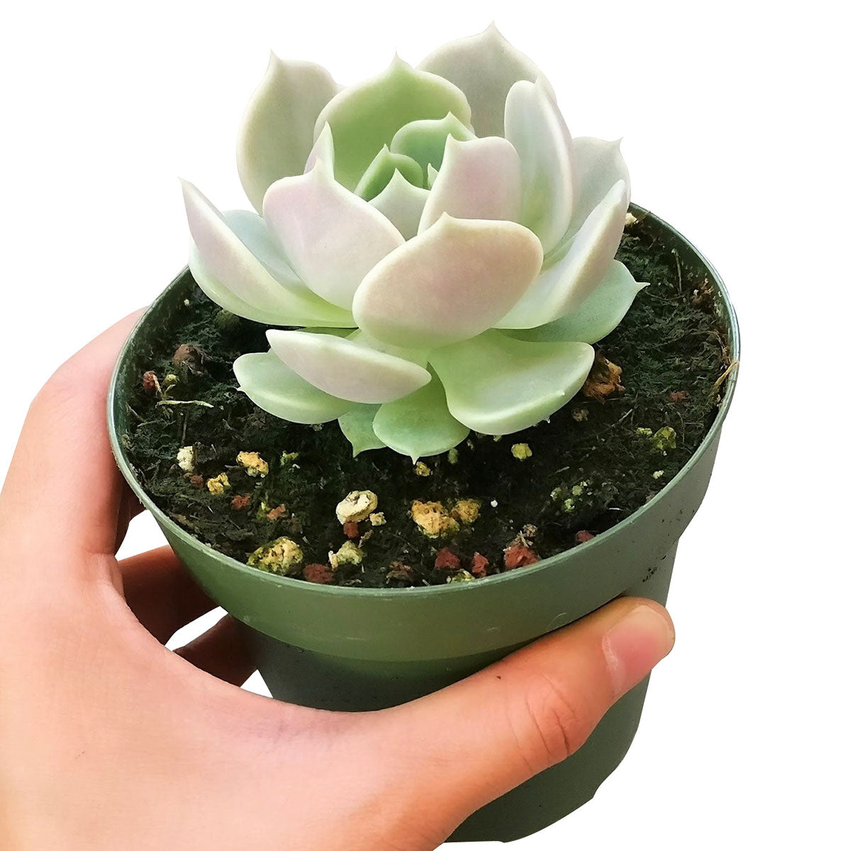 4 inch echeveria lola succulent live succulent for sale, silvery gray-blue spoon-shaped leaves with delicate pink blush, perfectly symmetrical tight rosette growth habit, thick epicuticular wax coat lending a luminous alabaster finish