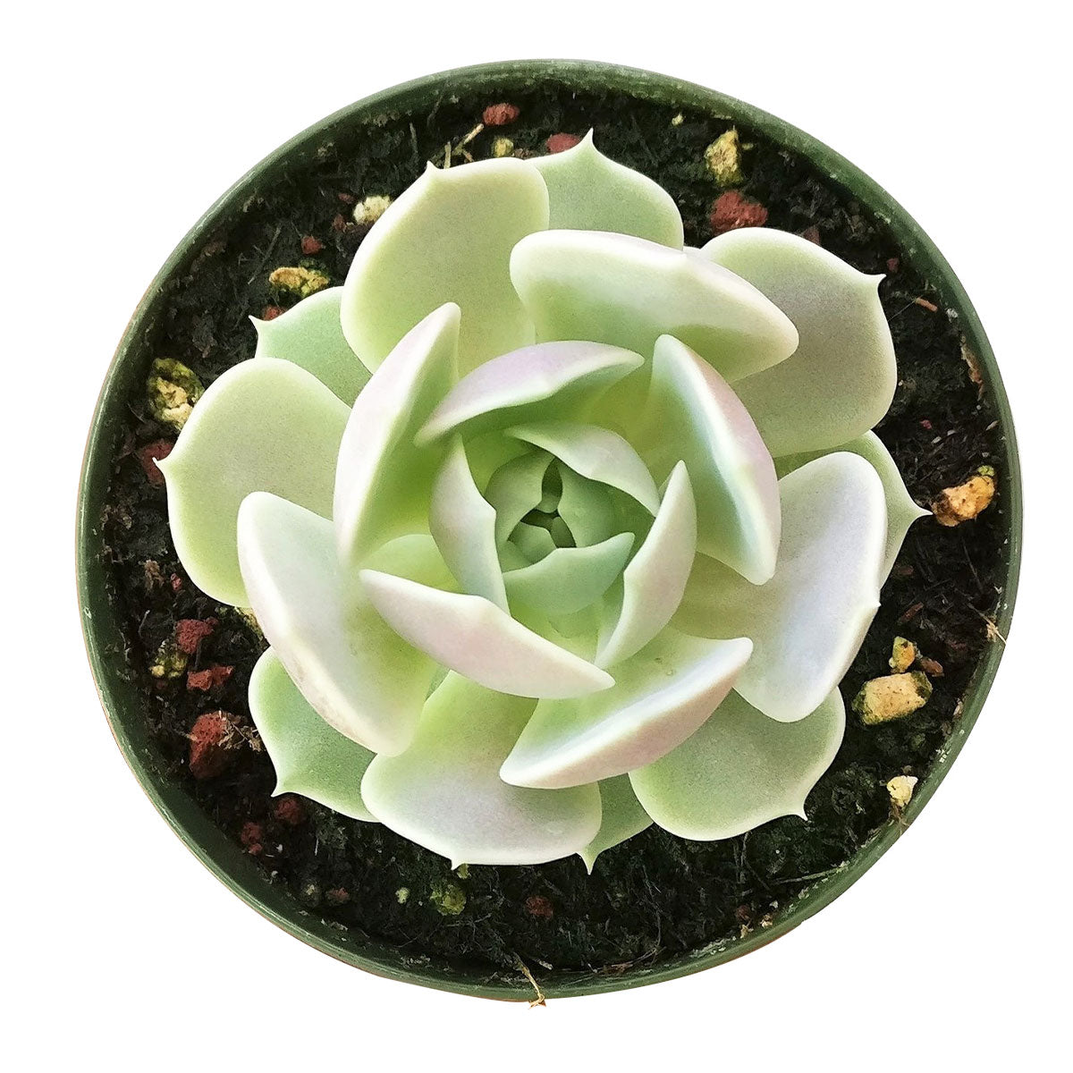 buy echeveria lola succulent live succulent 2 inch online, soft pastel rosette with bluish-green and violet-tinged pointed leaves, compact clumping form with pup-producing growth habit, smooth waxy farina surface reflecting light beautifully