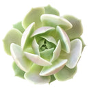 4 inch echeveria lola succulent live succulent for sale in custom pot, pastel lavender and blue-green rosette with roseate leaf margins and waxy sheen, compact slow-growing clustering form ideal for small spaces and container displays