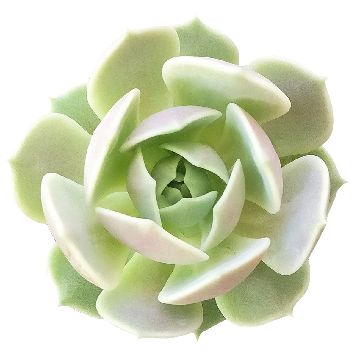buy echeveria lola succulent live succulent 2 inch online, pale lavender blue-green rosette with pink-tipped waxy leaves, compact symmetrical rosette form, covered in farina giving pearlescent marble texture, drought tolerant low maintenance succulent