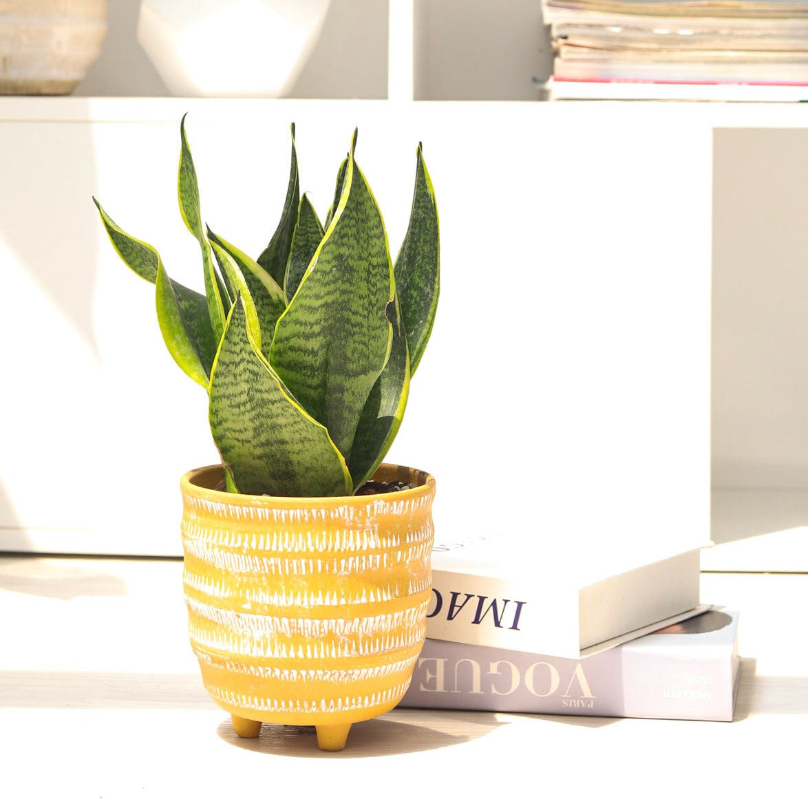 buy snake plant sansevieria laurentii live houseplant 3" pot online, upright sword-shaped leaves with golden yellow edges, deep green horizontal banding, compact narrow growth form, drought tolerant easy care succulent, striking architectural accent for modern home decor, perfect low maintenance indoor plant gift for beginners