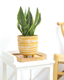 8" pot snake plant sansevieria laurentii live houseplant for sale, white cylinder planter housing a full mature rosette of tall sword-shaped leaves with vivid yellow edges and dark green banding, impressive upright columnar presence, virtually indestructible long-lived succulent, elegant air purifying floor plant for modern or minimalist interior decor, truly unforgettable plant gift for any home