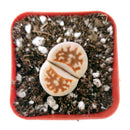 How to take care of Lithops Succulent Plant, Lithops Living Stones Care Guide, How to grow Lithops Plant, rare succulents, rare succulents for sale, unique succulents, buy succulents online, rare succulent, succulent shop, unusual succulents, succulent store, succulents online,  indoor succulents.