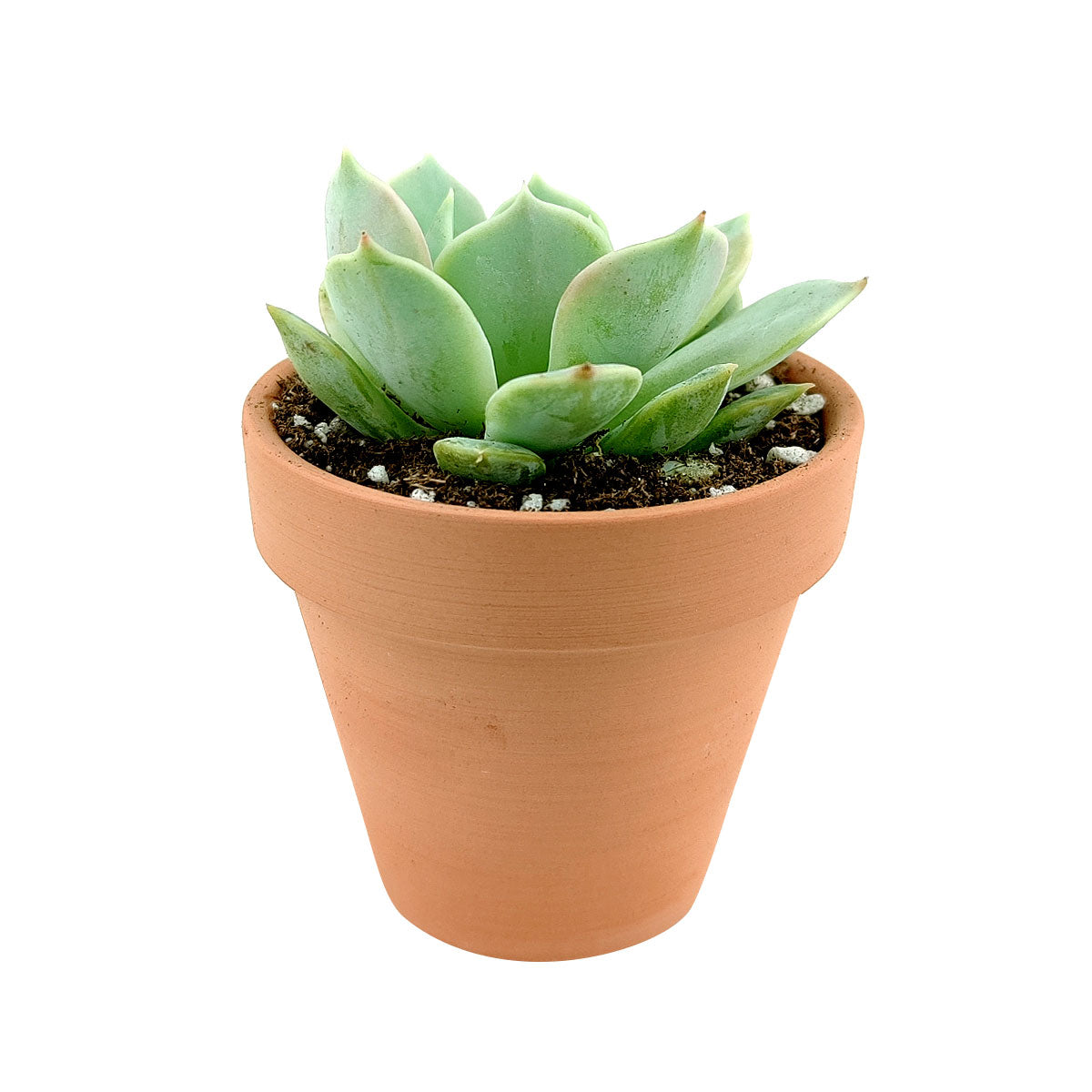 buy echeveria lola succulent live succulent 2 inch online in white modern pot, soft lavender-blue rosette with blush pink leaf tips and waxy coating, neat compact rosette shape up to 4 inches wide