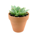 4 inch echeveria lola succulent live succulent for sale in custom pot, pastel lavender and blue-green rosette with roseate leaf margins and waxy sheen, compact slow-growing clustering form ideal for small spaces and container displays