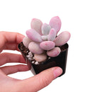 2 inch pink moonstones pachyphytum oviferum live succulent for sale, luminous pink-lavender farina-coated rounded foliage, low wide-spreading clumping rosette, pet-safe non-toxic succulent, thrives in bright indirect to partial sun