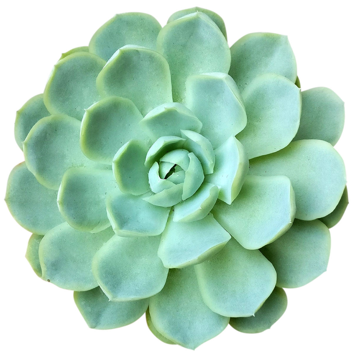 4 inch echeveria elegans mexican snowball live succulent for sale, spoon-shaped pale blue-green leaves, dense rounded rosette form, waxy protective farina surface, clumping offset habit, pet safe and easy care, modern minimalist desktop decor, thoughtful gift for plant lovers
