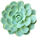 Buy Echeveria Elegans 'Mexican Snowball' 4 inch online. Echeveria Elegans 'Mexican Snowball' is a graceful succulent featuring large blue-green rosettes with a smooth, symmetrical appearance. It thrives in bright light and well-draining soil while requiring minimal watering. This easy-care plant is an excellent addition to indoor succulent collections and sunny spaces.