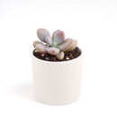 2 inch pink moonstones pachyphytum oviferum live succulent for sale, luminous pink-lavender farina-coated rounded foliage, low wide-spreading clumping rosette, pet-safe non-toxic succulent, thrives in bright indirect to partial sun