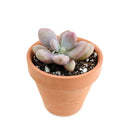 2 inch pink moonstones pachyphytum oviferum live succulent for sale, luminous pink-lavender farina-coated rounded foliage, low wide-spreading clumping rosette, pet-safe non-toxic succulent, thrives in bright indirect to partial sun