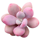 2 inch pink moonstones pachyphytum oviferum live succulent for sale, luminous pink-lavender farina-coated rounded foliage, low wide-spreading clumping rosette, pet-safe non-toxic succulent, thrives in bright indirect to partial sun