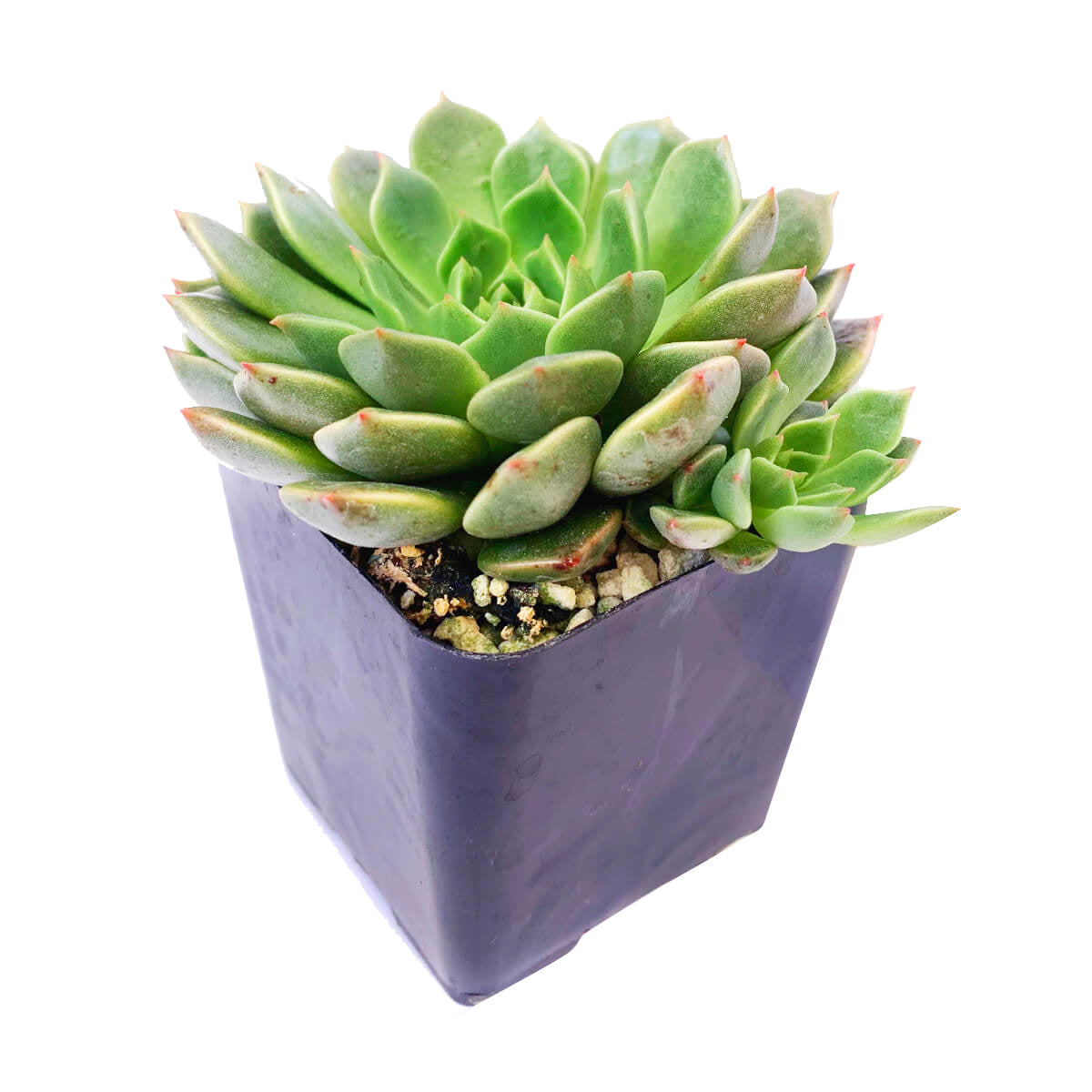 buy graptoveria olivia live succulent 2 inch online, color-shifting leaves from green to pink with sun exposure, compact rosette growth habit, waxy drought-resistant foliage, low-water care succulent, ideal for minimalist or boho home decor, lovely s