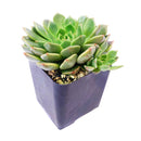 4 inch graptoveria olivia live succulent for sale, vivid rosette of olive green leaves edged in soft pink, smooth waxy leaf surface with subtle bronze sheen, clumping low-profile growth form, drought tolerant and beginner friendly, gorgeous statement