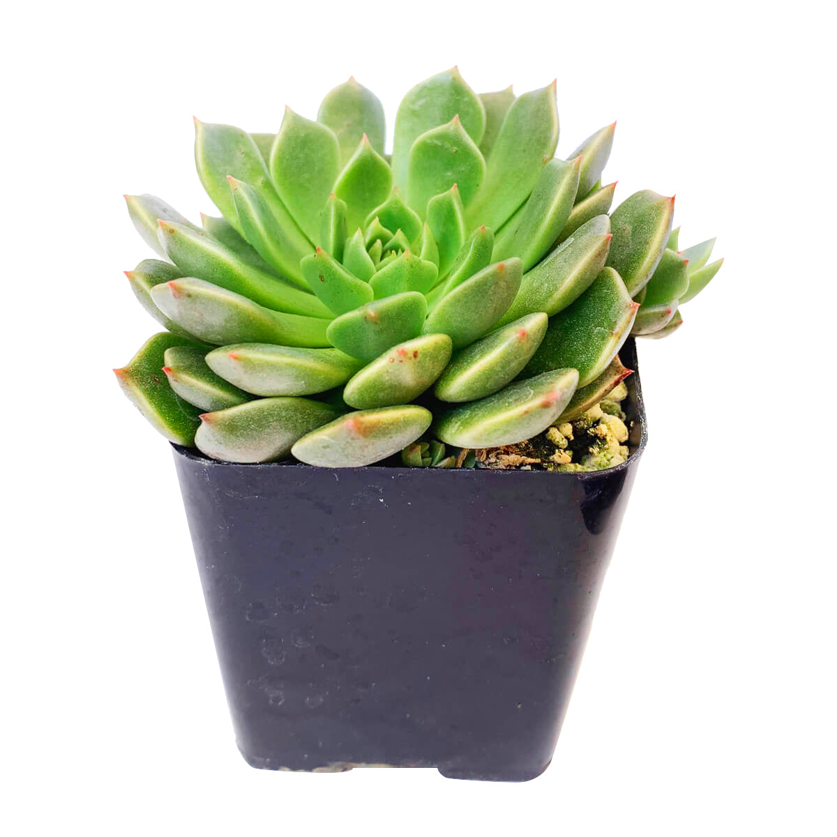 4 inch graptoveria olivia live succulent for sale, richly colored olive green and bronze rosette, thick fleshy leaves arranged in tight circular pattern, eye-catching pink leaf margins, easy care no-fuss succulent, stunning accent for shelves or sunn