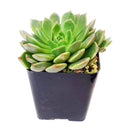 4 inch graptoveria olivia live succulent for sale, vivid rosette of olive green leaves edged in soft pink, smooth waxy leaf surface with subtle bronze sheen, clumping low-profile growth form, drought tolerant and beginner friendly, gorgeous statement