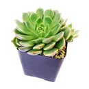4 inch graptoveria olivia live succulent for sale, vivid rosette of olive green leaves edged in soft pink, smooth waxy leaf surface with subtle bronze sheen, clumping low-profile growth form, drought tolerant and beginner friendly, gorgeous statement