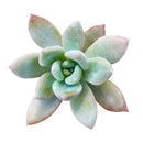 Buy 2" Graptoveria Opalina online. This elegant succulent forms perfectly symmetrical rosettes with thick, smooth leaves in soft shades of blue-green that may blush pink along the edges in bright light. It thrives in bright, indirect light with well-draining soil and occasional watering. A beautiful choice for succulent collections, sunny windowsills, or modern home décor.