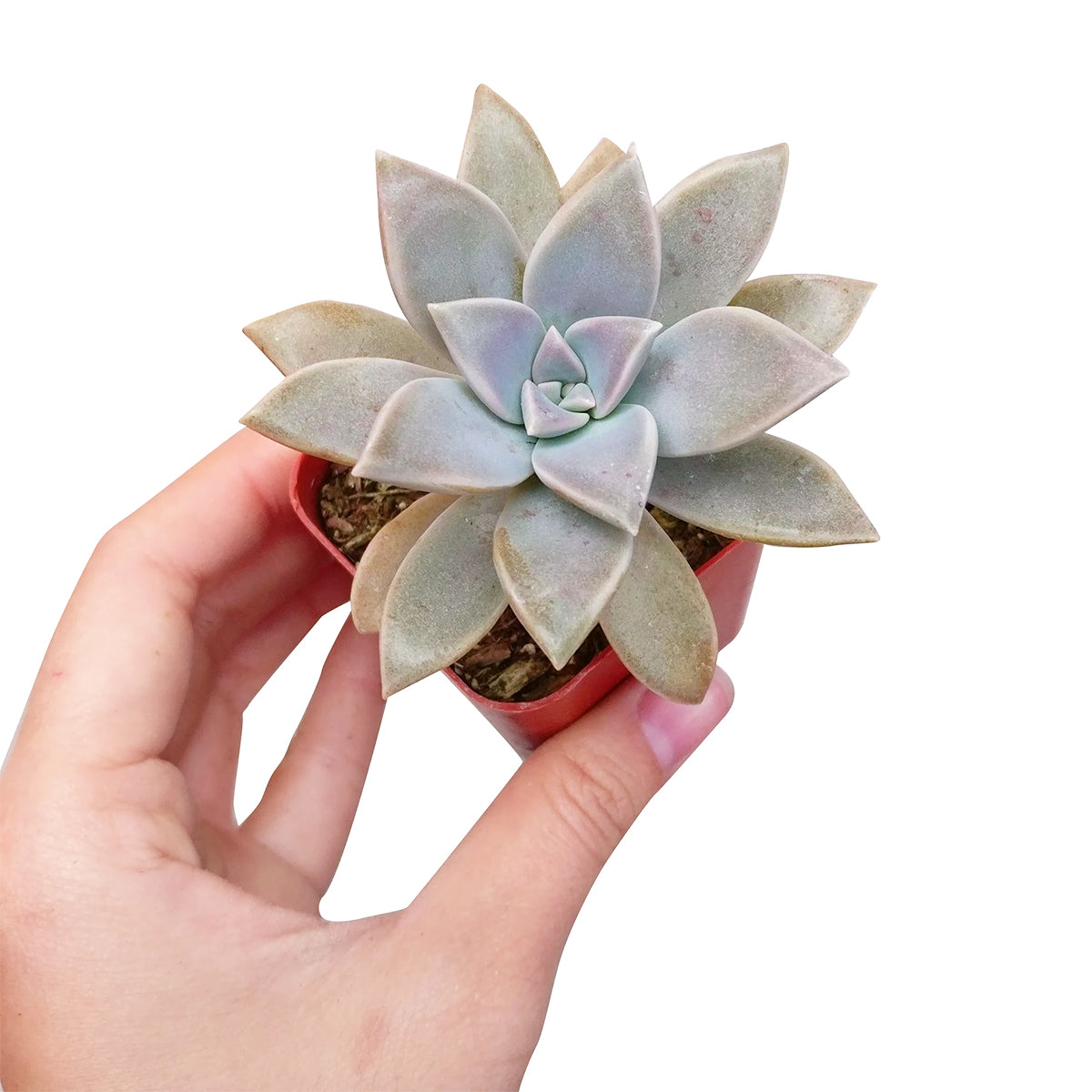 4 inch ghost plant graptopetalum paraguayense live succulent for sale, thick pointed fleshy leaves arranged in tight silvery-lavender rosette, spilling cascading growth ideal for hanging display, cold hardy and easy care, pearlescent ghostly leaf tex