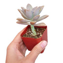 buy ghost plant graptopetalum paraguayense live succulent 2 inch online, densely clustered pearlescent rosettes with powdery white farina surface, trailing stems cascade gracefully over pot edge, pet safe and cold hardy with excellent drought toleran