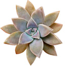 buy ghost plant graptopetalum paraguayense live succulent 2 inch online, densely clustered pearlescent rosettes with powdery white farina surface, trailing stems cascade gracefully over pot edge, pet safe and cold hardy with excellent drought toleran