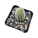 Peanut cactus for sale, Succulents shop near me, succulent subscription, Succulents, succulent plant, succulents shop in California, succulents store in CA, Rare succulents, indoor succulents, Peanut cactus in California, How to grow Peanut cactus, cactus, cactus succulent, succulent cactus, cacti, cactus and succulents, succulents box, succulent shop, buy succulents online