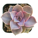Buy Echeveria Perle Von Nurnberg 2 inch online. Echeveria Perle Von Nurnberg is a stunning succulent with soft lavender-gray leaves arranged in a graceful rosette. It thrives in bright light and well-draining soil with minimal watering. This elegant, low-maintenance plant is perfect for succulent collections, windowsills, and indoor décor.