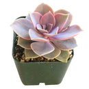 Buy Echeveria Perle Von Nurnberg 2 inch online. Echeveria Perle Von Nurnberg is a stunning succulent with soft lavender-gray leaves arranged in a graceful rosette. It thrives in bright light and well-draining soil with minimal watering. This elegant, low-maintenance plant is perfect for succulent collections, windowsills, and indoor décor.