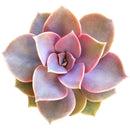 Buy Echeveria Perle Von Nurnberg 2 inch online. Echeveria Perle Von Nurnberg is a stunning succulent with soft lavender-gray leaves arranged in a graceful rosette. It thrives in bright light and well-draining soil with minimal watering. This elegant, low-maintenance plant is perfect for succulent collections, windowsills, and indoor décor.