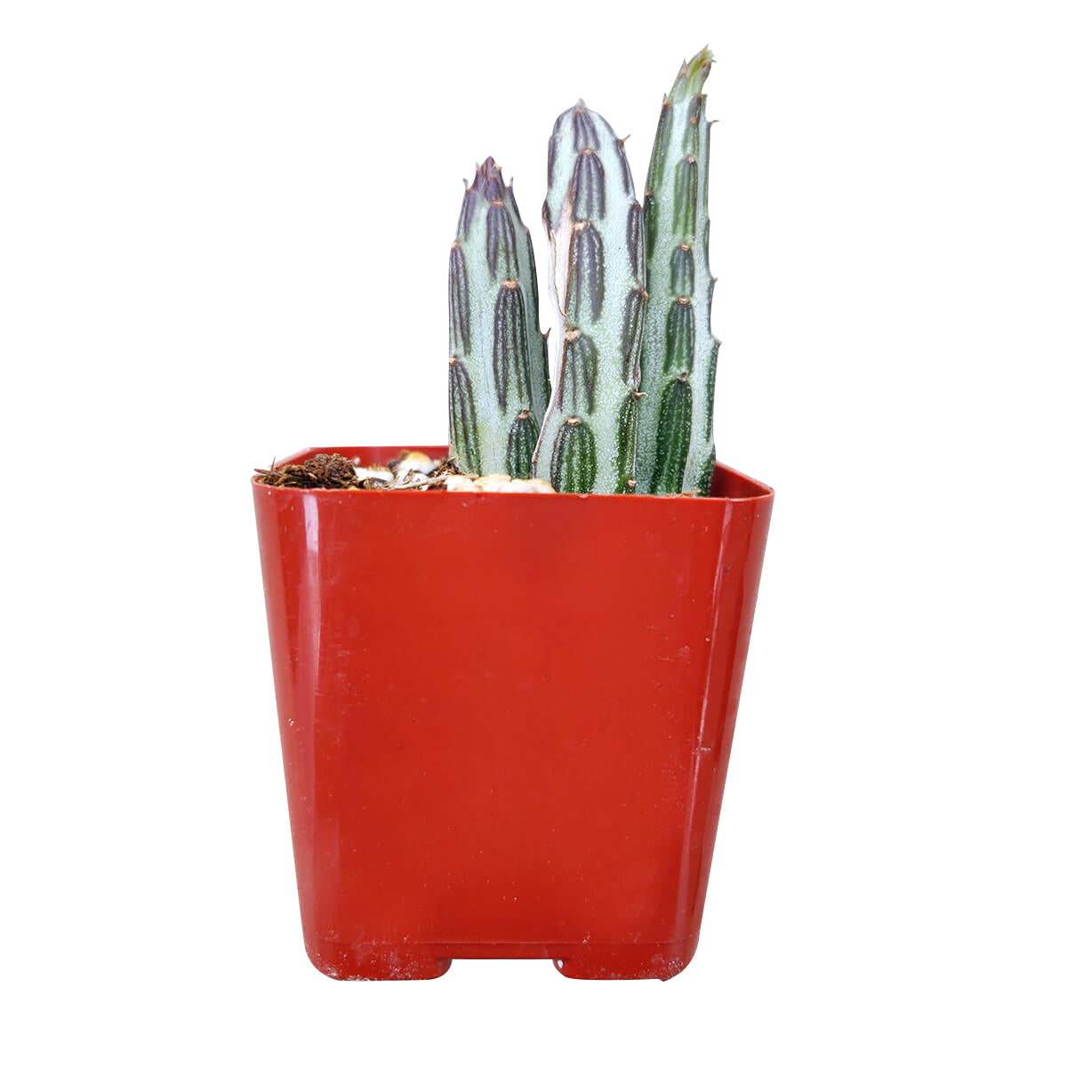 3" pot pickle plant kleinia stapeliiformis cactus live cactus for sale, young starter plant featuring slender green pickle-patterned stems with whitish markings, narrow footprint clumping succulent ideal for small spaces