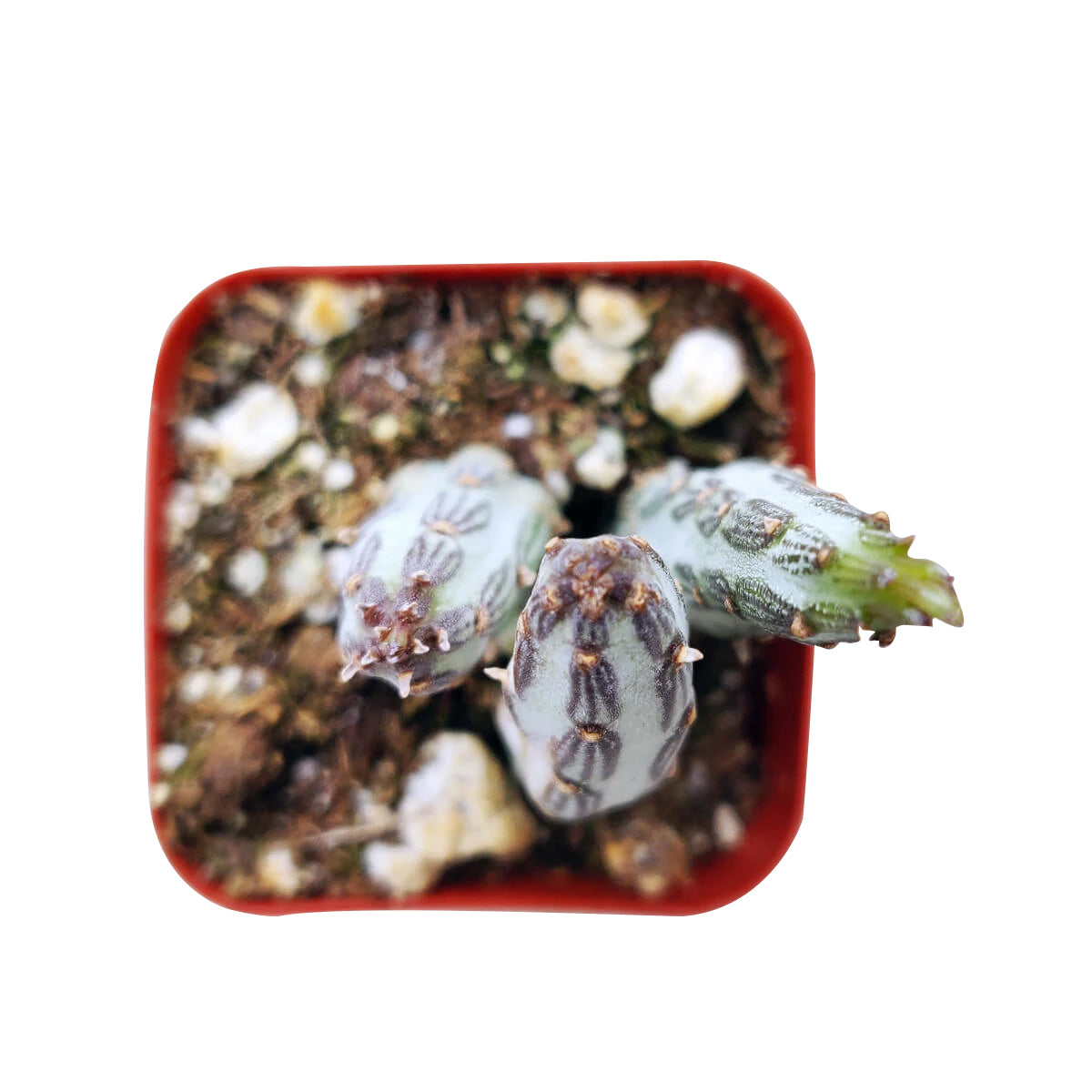 buy pickle plant kleinia stapeliiformis cactus live cactus 3" pot online, slender pickle-like cylindrical stems with green purple and white striped texture, compact narrow growing habit suitable for sunny windowsills