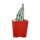 4" pot pickle plant kleinia stapeliiformis cactus live cactus for sale, healthy mid-size pickle plant kleinia stapeliiformis cactus with multiple upright ribbed green stems and delicate arrowhead patterning