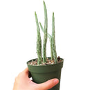 4" pot pickle plant kleinia stapeliiformis cactus live cactus for sale, healthy mid-size pickle plant kleinia stapeliiformis cactus with multiple upright ribbed green stems and delicate arrowhead patterning