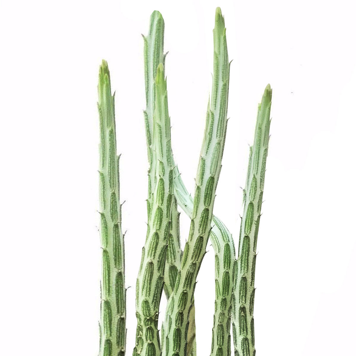 buy pickle plant kleinia stapeliiformis cactus live cactus 4" pot online, upright ribbed cylindrical stems with distinctive cucumber-like green and white patterning, bushy clustering habit with multiple pencil stems