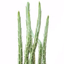4" pot pickle plant kleinia stapeliiformis cactus live cactus for sale, healthy mid-size pickle plant kleinia stapeliiformis cactus with multiple upright ribbed green stems and delicate arrowhead patterning