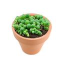 String of pearls for sale, how to grow succulents, succulent plant, succulent care guide, indoor succulents, monthly succulents, succulent care tips