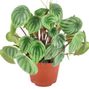 4" peperomia watermelon live houseplant for sale in nursery pot, classic grower presentation of compact bushy watermelon-striped rosette, glossy fleshy leaves in green and silver, upright non-trailing form on reddish stems, easy care low-maintenance tropical foliage, a cheerful and versatile decor plant for any bright indoor spot, a perfect starter gift for new plant parents