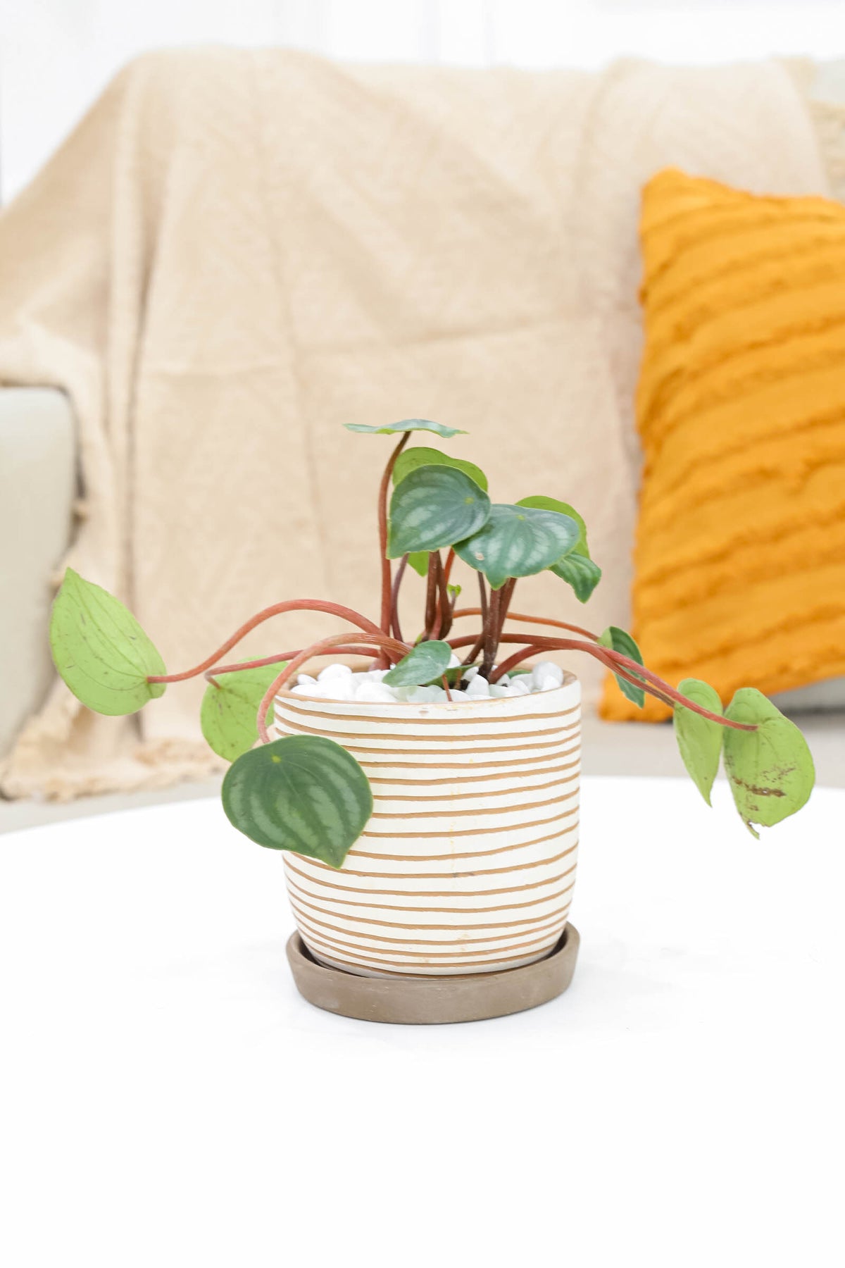 buy peperomia watermelon live houseplant 4" pot online in cow pot, biodegradable eco-friendly pot showcasing bushy watermelon-patterned foliage, glossy green and silver striped leaves, compact non-trailing tropical form, pet-friendly and easy to grow, a sustainable and charming desk accent, a meaningful eco-conscious gift for plant lovers