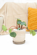 4" peperomia watermelon live houseplant for sale in nursery pot, classic grower presentation of compact bushy watermelon-striped rosette, glossy fleshy leaves in green and silver, upright non-trailing form on reddish stems, easy care low-maintenance tropical foliage, a cheerful and versatile decor plant for any bright indoor spot, a perfect starter gift for new plant parents