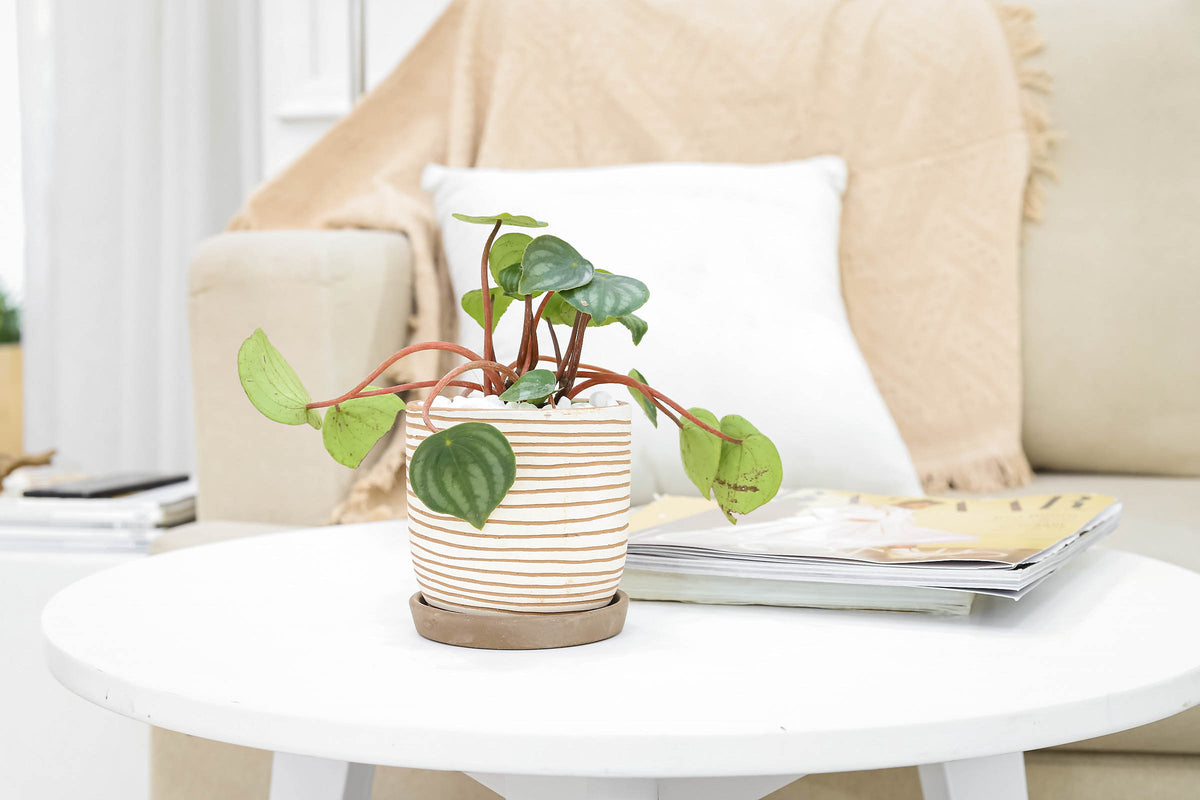 8" peperomia watermelon live houseplant for sale in terra cotta eco pot, fully mature compact rosette with lush watermelon-striped variegation, thick water-storing leaves, reddish-purple stem detail, tropical air-purifying plant, beautiful statement piece for living spaces and home offices, an impressive gift for the plant enthusiast in your life