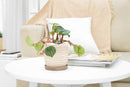 4" peperomia watermelon live houseplant for sale in nursery pot, classic grower presentation of compact bushy watermelon-striped rosette, glossy fleshy leaves in green and silver, upright non-trailing form on reddish stems, easy care low-maintenance tropical foliage, a cheerful and versatile decor plant for any bright indoor spot, a perfect starter gift for new plant parents