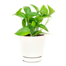 6" pot pothos jade live houseplant for sale, bold cascading emerald vines with thick waxy non-variegated leaves, trailing and climbing dual-purpose indoor plant, highly resilient fast-growing devil's ivy variety, suitable for low light to bright indirect conditions, a lush and versatile decor plant for kitchens bathrooms and offices, a thoughtful evergreen gift for any plant lover