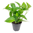 6" pot pothos jade live houseplant for sale, bold cascading emerald vines with thick waxy non-variegated leaves, trailing and climbing dual-purpose indoor plant, highly resilient fast-growing devil's ivy variety, suitable for low light to bright indirect conditions, a lush and versatile decor plant for kitchens bathrooms and offices, a thoughtful evergreen gift for any plant lover