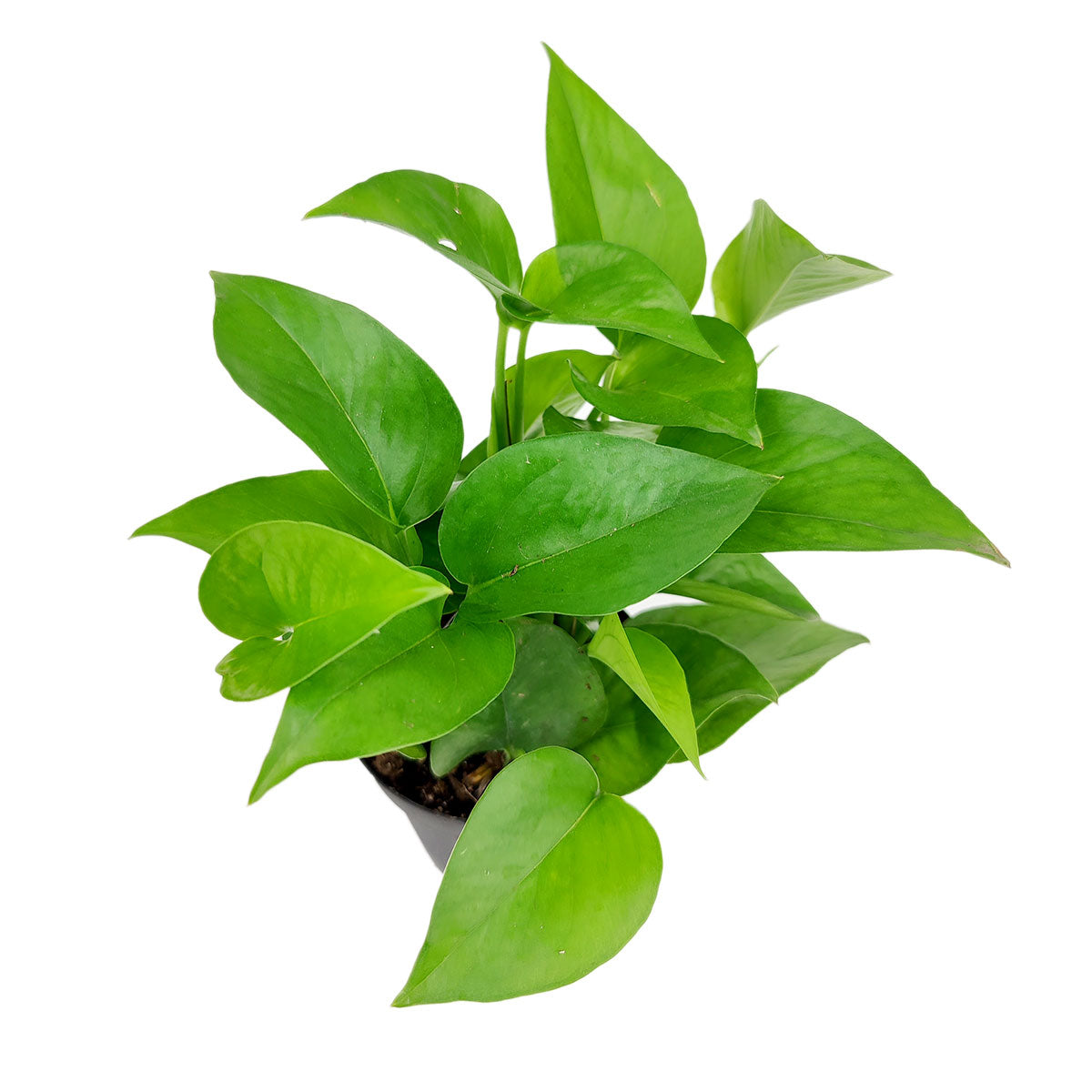 6" pot pothos jade live houseplant for sale, bold forest-green non-variegated leaves with glossy finish, vigorous trailing and climbing growth style, extremely low-maintenance drought-tolerant variety, thick sturdy stems, an elegant statement piece for shelves or plant stands, a classic green gift for any occasion