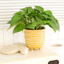 6" pot pothos jade live houseplant for sale, bold cascading emerald vines with thick waxy non-variegated leaves, trailing and climbing dual-purpose indoor plant, highly resilient fast-growing devil's ivy variety, suitable for low light to bright indirect conditions, a lush and versatile decor plant for kitchens bathrooms and offices, a thoughtful evergreen gift for any plant lover