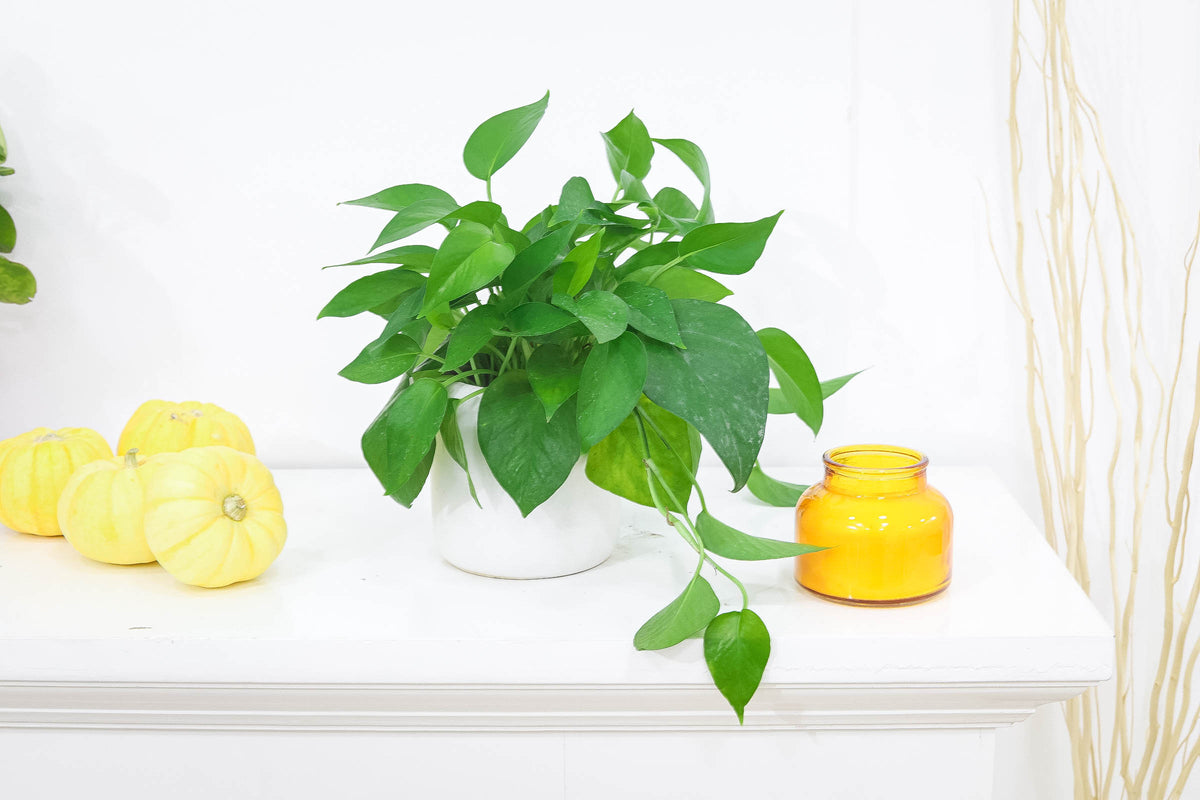 6" pot pothos jade live houseplant for sale, deep forest-green heart-shaped leaves on cascading stems, vining growth form ideal for wall hooks and elevated shelves, hardy easy-care indoor tropical cultivar, glossy non-variegated foliage with clean aesthetic appeal, a stylish bohemian accent for any living space, a wonderful plant gift for all occasions