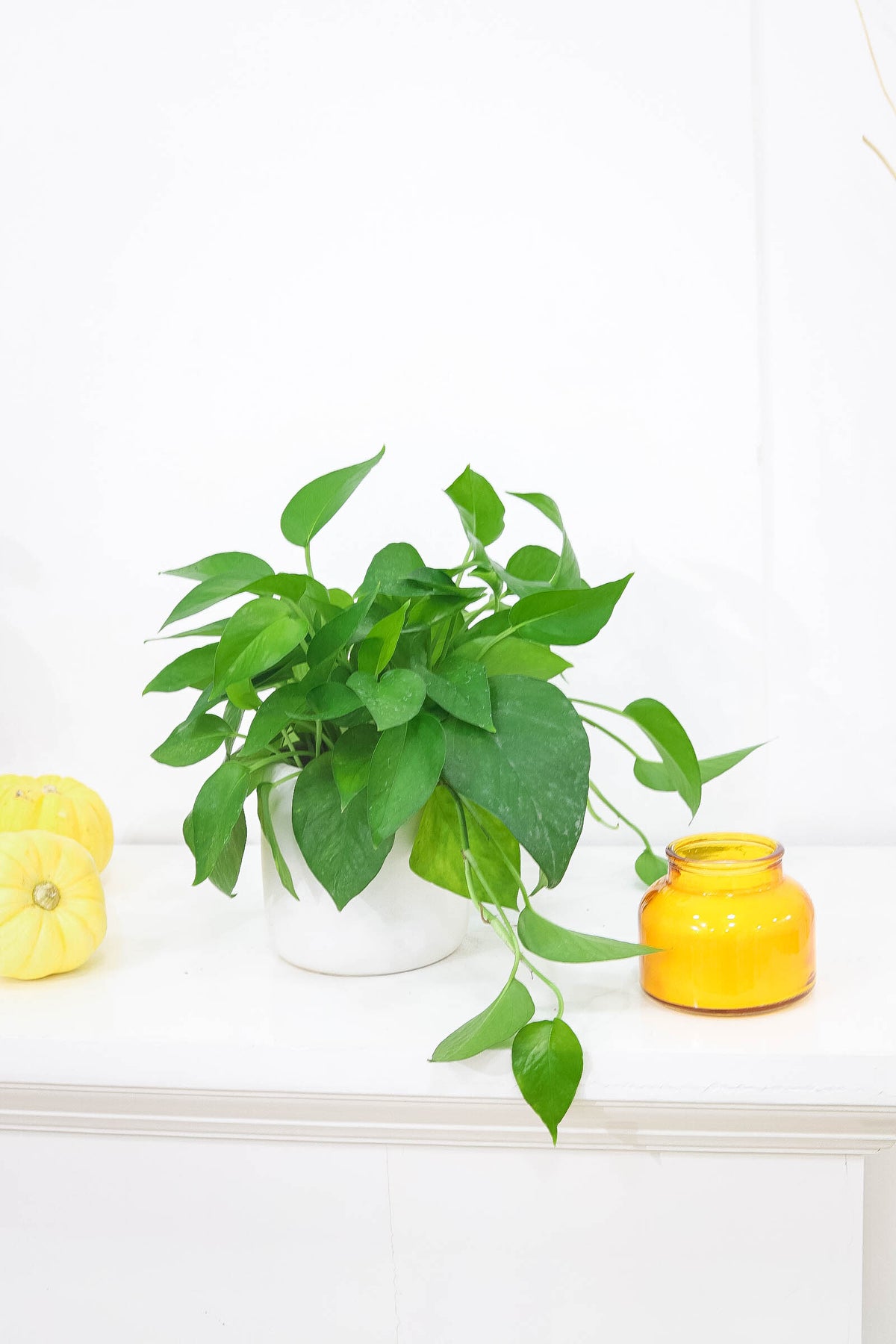 6" pot pothos jade live houseplant for sale, lush cascading dark green trailing vines, thick glossy non-variegated leaves with tropical appeal, resilient devil's ivy cultivar for any light condition, fast-growing reliable vining houseplant, a lush natural statement for macrame hangers and high shelves, a crowd-pleasing green gift for every home