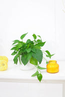 6" pot pothos jade live houseplant for sale, bold cascading emerald vines with thick waxy non-variegated leaves, trailing and climbing dual-purpose indoor plant, highly resilient fast-growing devil's ivy variety, suitable for low light to bright indirect conditions, a lush and versatile decor plant for kitchens bathrooms and offices, a thoughtful evergreen gift for any plant lover