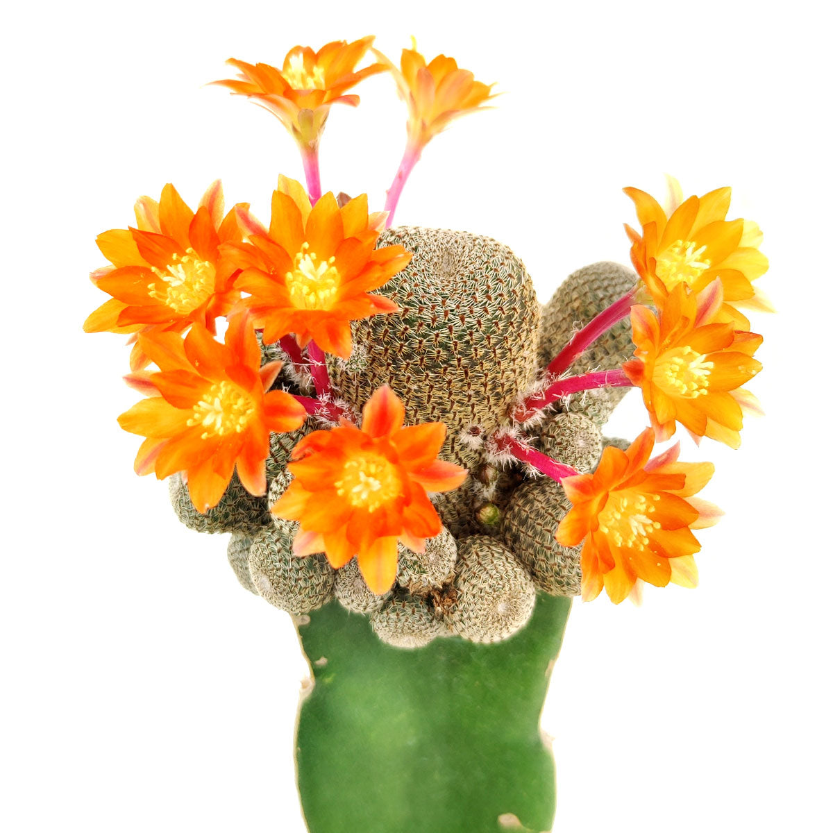 buy rebutia condorensis cactus live cactus 4 inch online, compact dark-green clustering globes covered in silvery white spines, produces large dark-red funnel-shaped spring flowers, slow-growing drought-tolerant cactus, rare bolivian mountain species, architectural desktop accent for modern or desert-themed decor, a unique and lasting gift for cactus collectors
