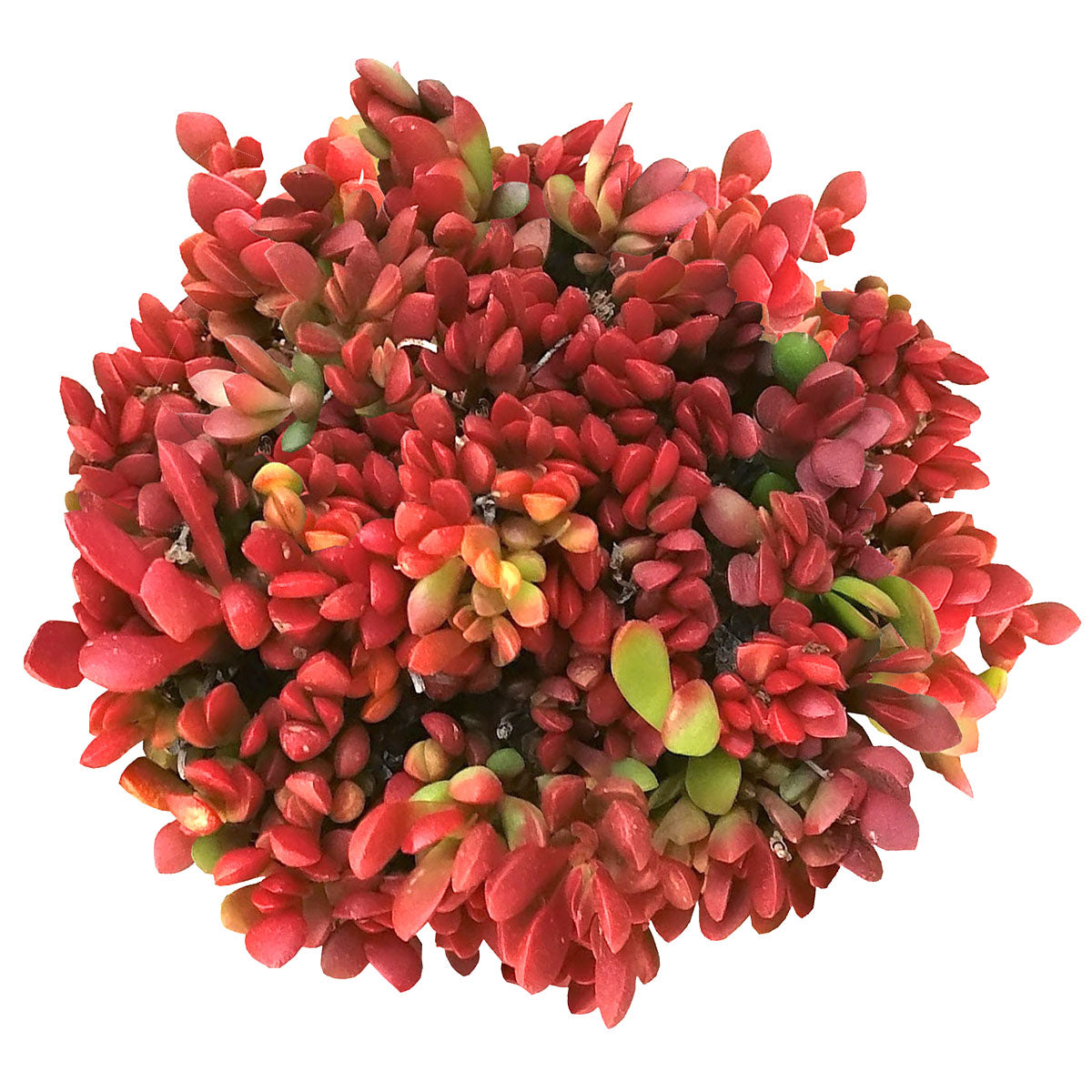 buy Red Carpet Sedum Succulent live succulent 2 inch online, low-growing mat-forming plant with fleshy green and burgundy leaves, glossy rounded leaf texture, wide creeping spread habit, vivid red to deep rose seasonal color change, bold rock garden accent, perfect drought-tolerant gift for succulent lovers