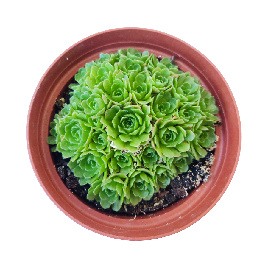 Rosularia Platyphylla Live Succulent Plant, Jade Plant, Jade Sempervivum, Sempervivum Hens and Chicks Succulent, Buy Succulents Online, Succulents Store in California, Types of Succulents, Succulents for Sale, Succulents Gift for Any Occasion, Succulents Home Decor, Succulents Subscription Box for Sale, rare succulents, rare succulents for sale, unique succulents, buy succulents online, rare succulent, succulent shop, unusual succulents, succulent store, succulents online
